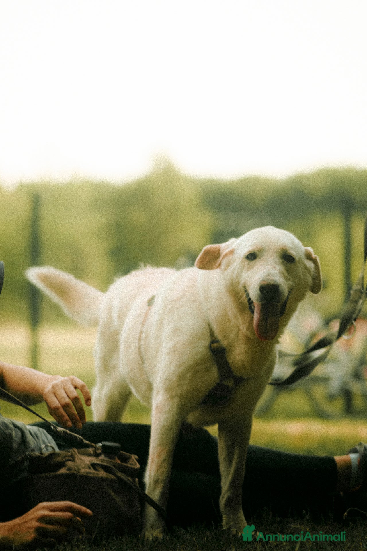Labrador cani in regalo: Easy, una labrador da adottare - Annuncio 5