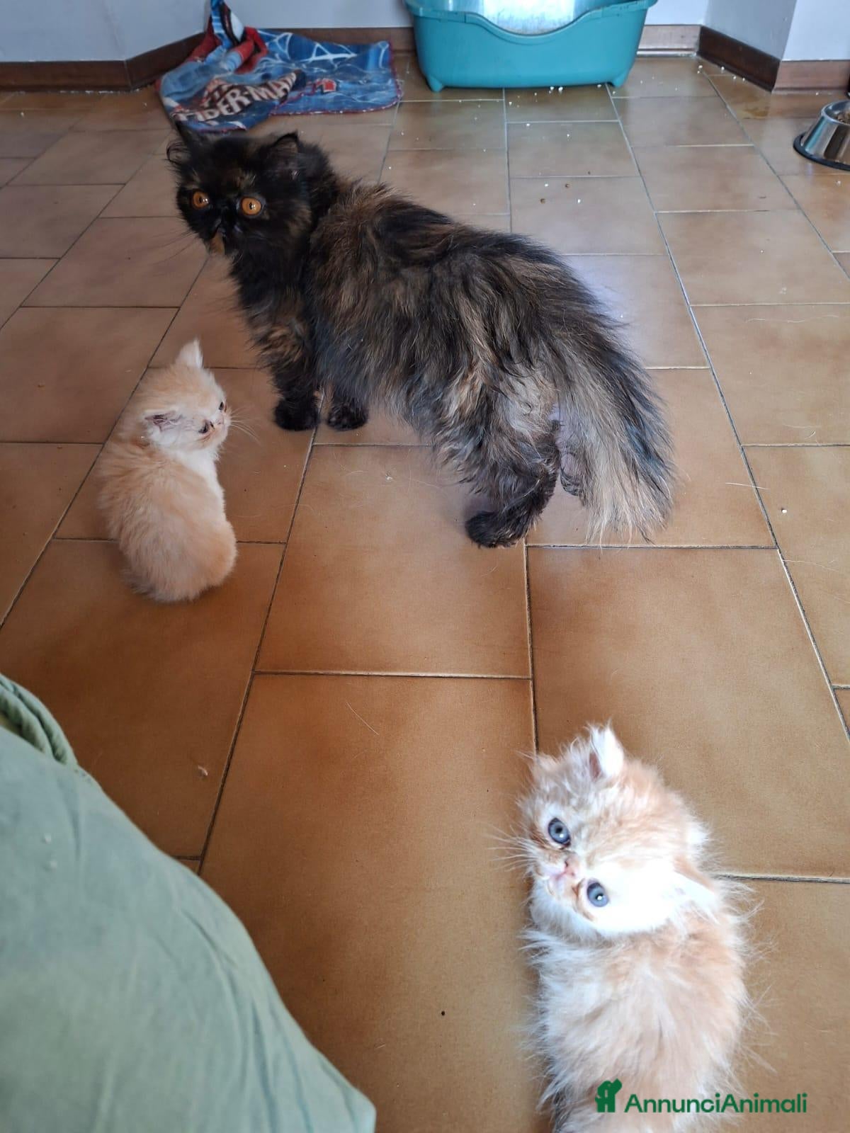 Persiano gatti Persiani ipertipico - Annuncio 16