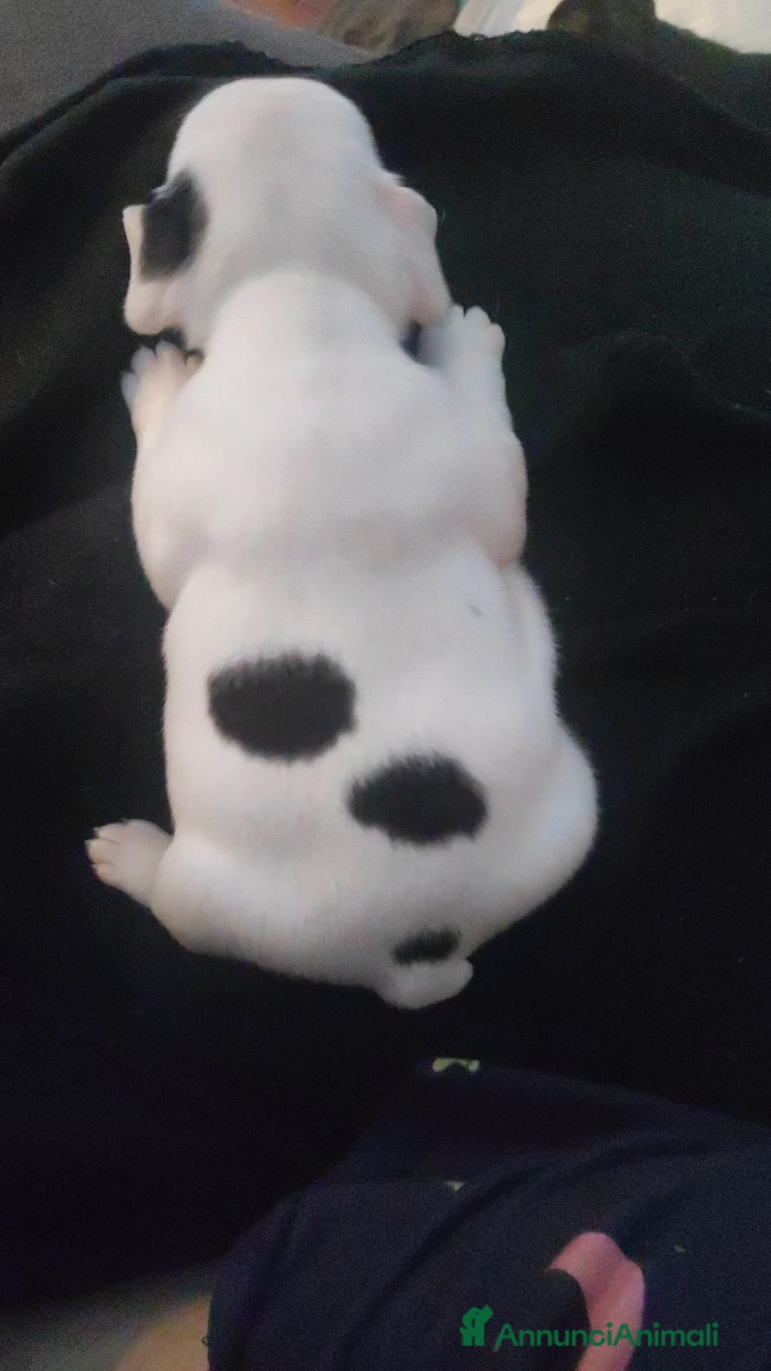 Bulldog Francese cani in vendita: Cuccioli di bulldog francese  - Annuncio 6