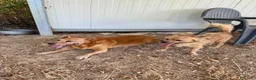 Meticcio cani in regalo: Roxana e Basilio: adozione di coppia nonnini - Annuncio 2