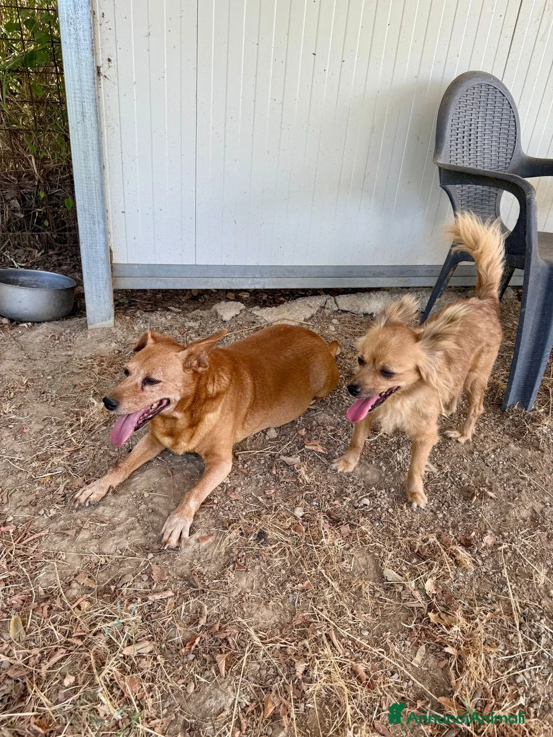 Meticcio cani in regalo: Roxana e Basilio: adozione di coppia nonnini - Annuncio 2