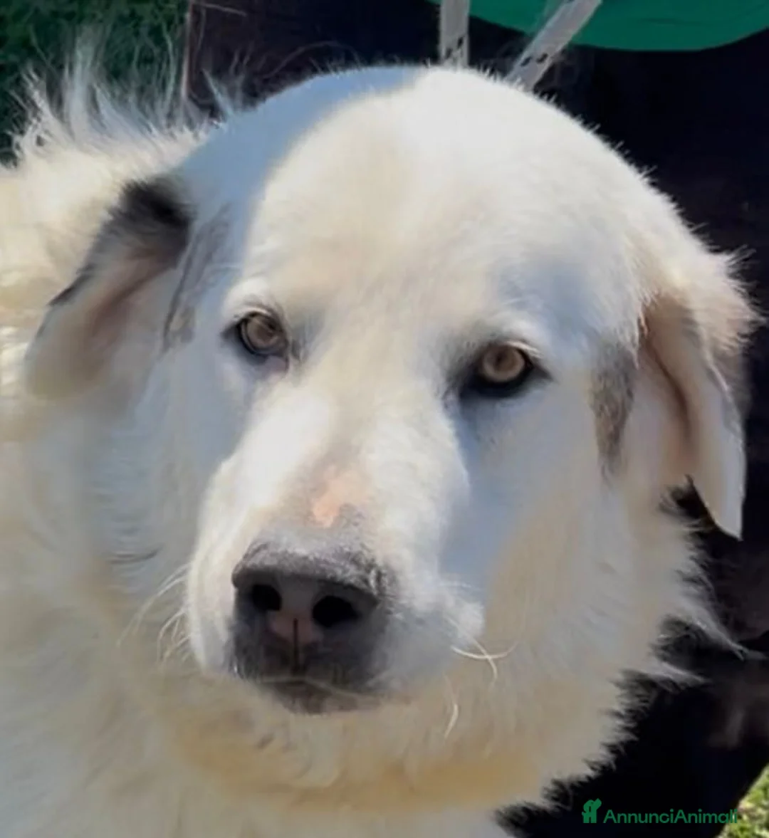 Pastore Abbruzzese Maremmano cani in regalo: Leon il gigante buono  - Annuncio 1