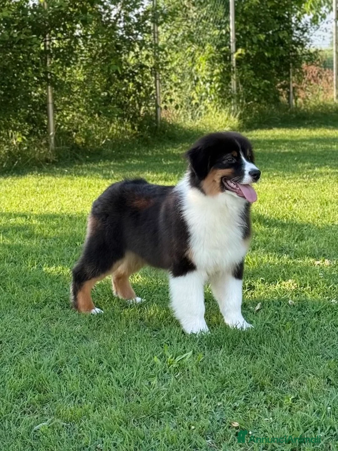 Australian Shepherd cani in vendita: Cucciolo di Australian Shepherd - Annuncio 1