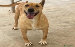 Bull Terrier cani in regalo: DINAMITE 9 anni cerca casa - derivato bull terrier a Provincia di Latina - Immagine 5