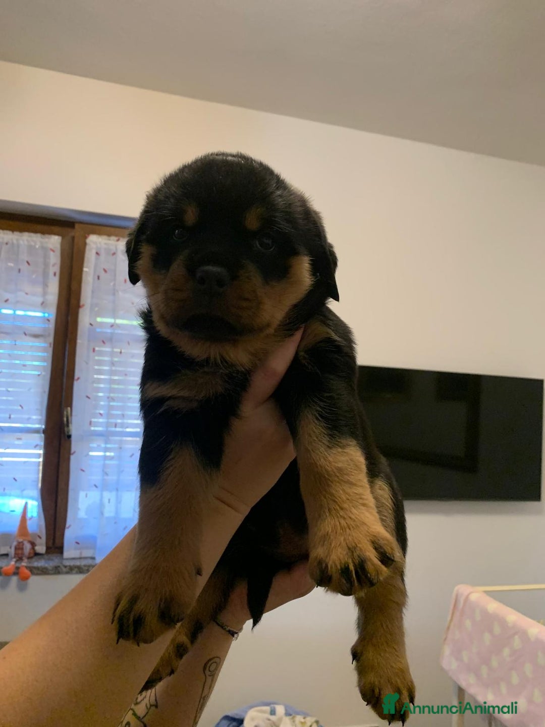 Rottweiler cani in vendita: Cuccioli rottweiller alta genealogia  - Annuncio 3