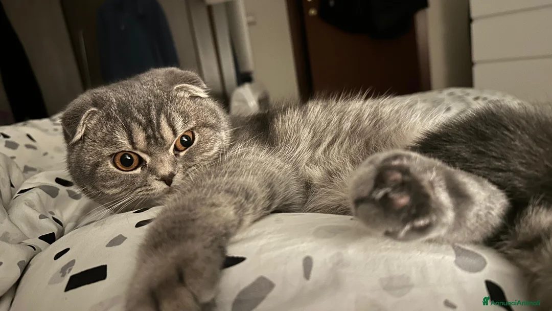 Scottish gatti per accoppiamento: Cercasi Maschio  - Annuncio 1