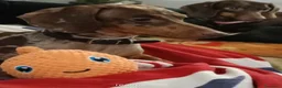 Bassotto cani in vendita: CUCCIOLI DI BASSOTTO NATI IN CASA a Provincia di Varese - Annuncio 7