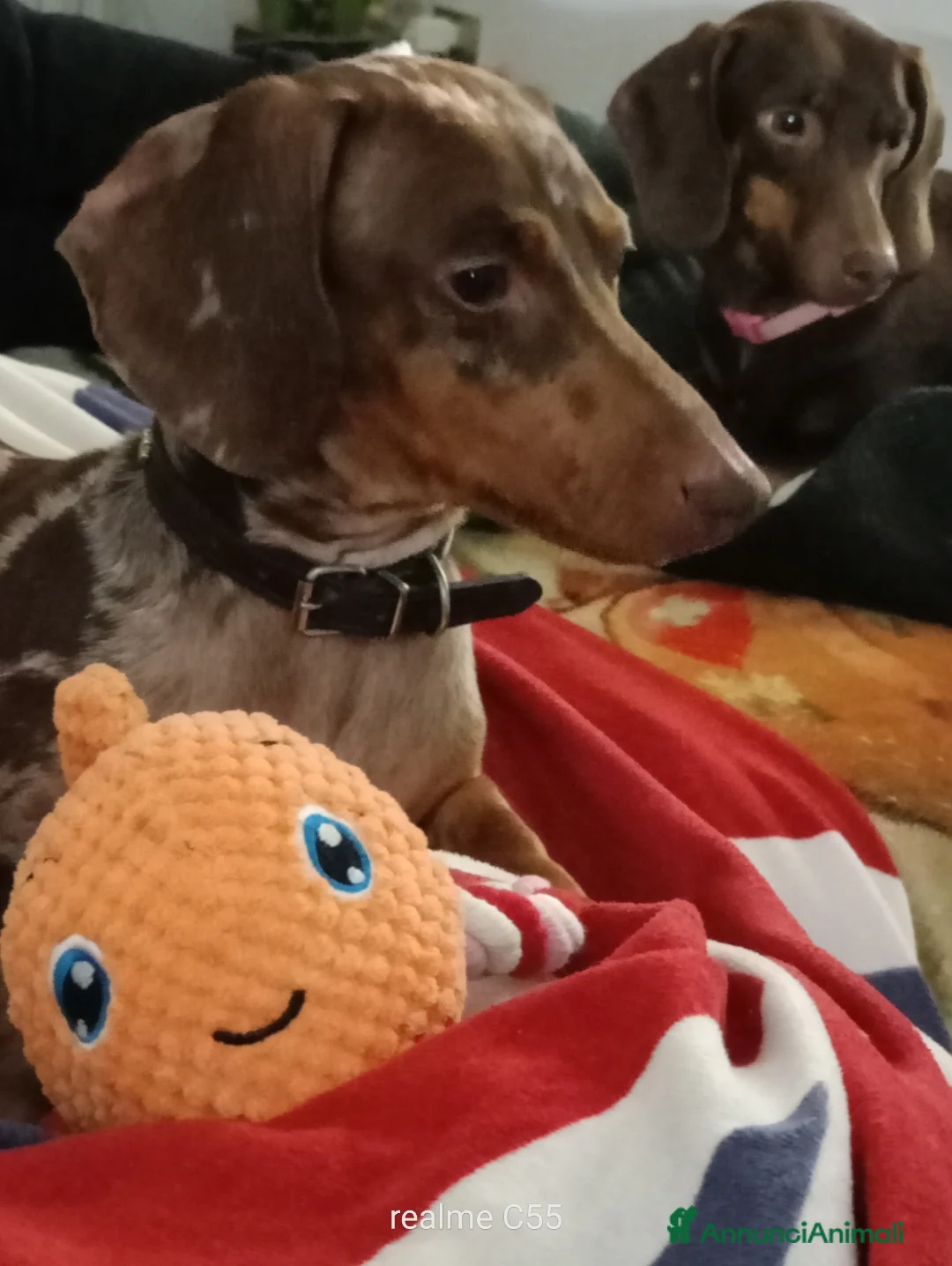 Bassotto cani in vendita: CUCCIOLI DI BASSOTTO NATI IN CASA a Provincia di Varese - Annuncio 7