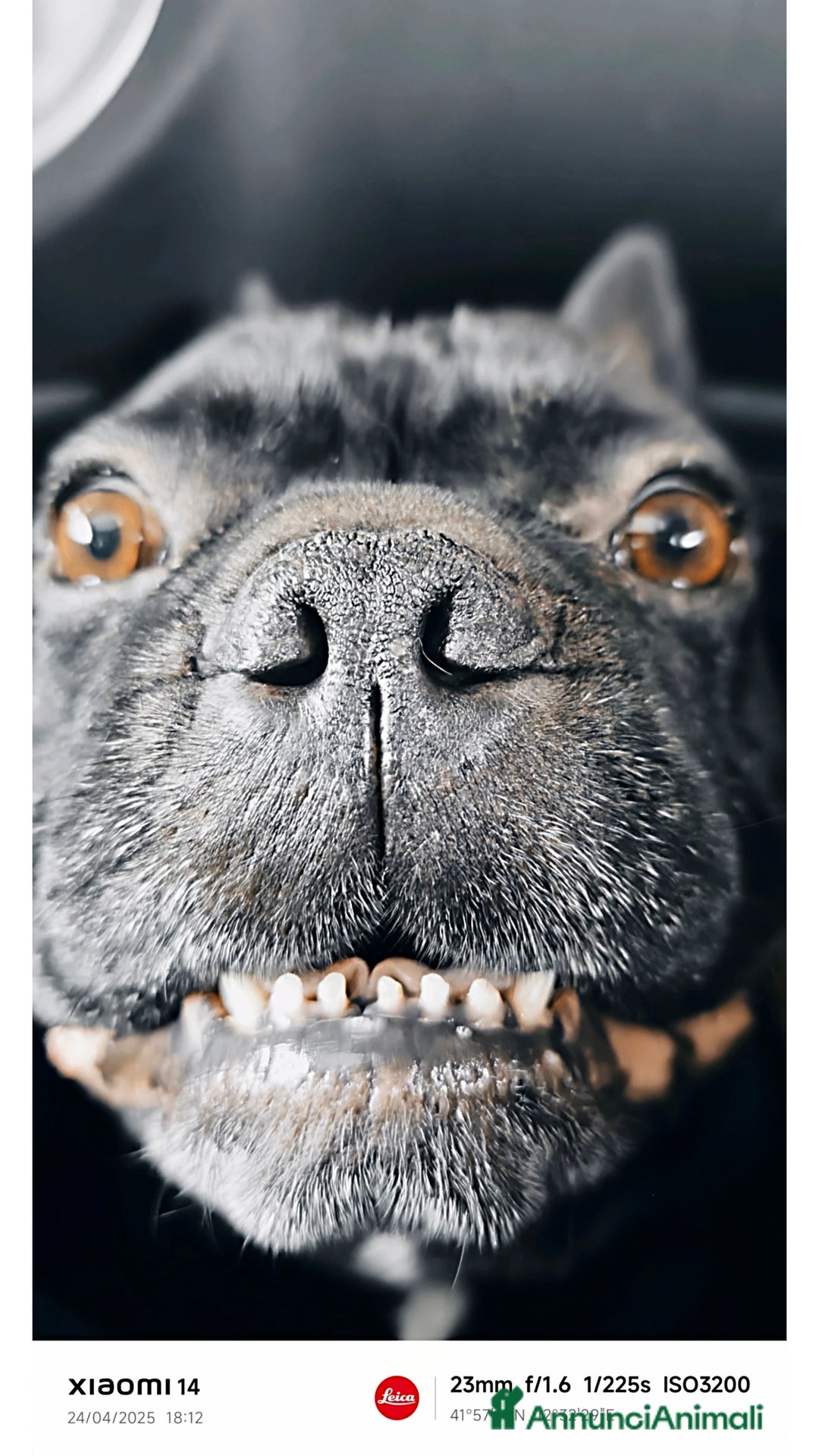 Bulldog Francese cani per accoppiamento: Oliver per accoppiamento....❤️❤️🙏🙏🙏 - Annuncio 2