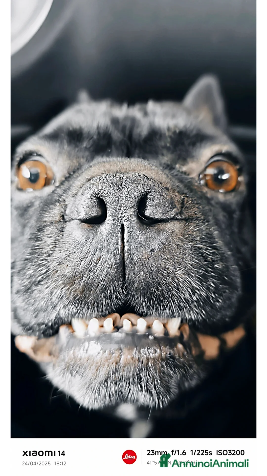 Bulldog Francese cani per accoppiamento: Oliver per accoppiamento....❤️❤️🙏🙏🙏 - Annuncio 2