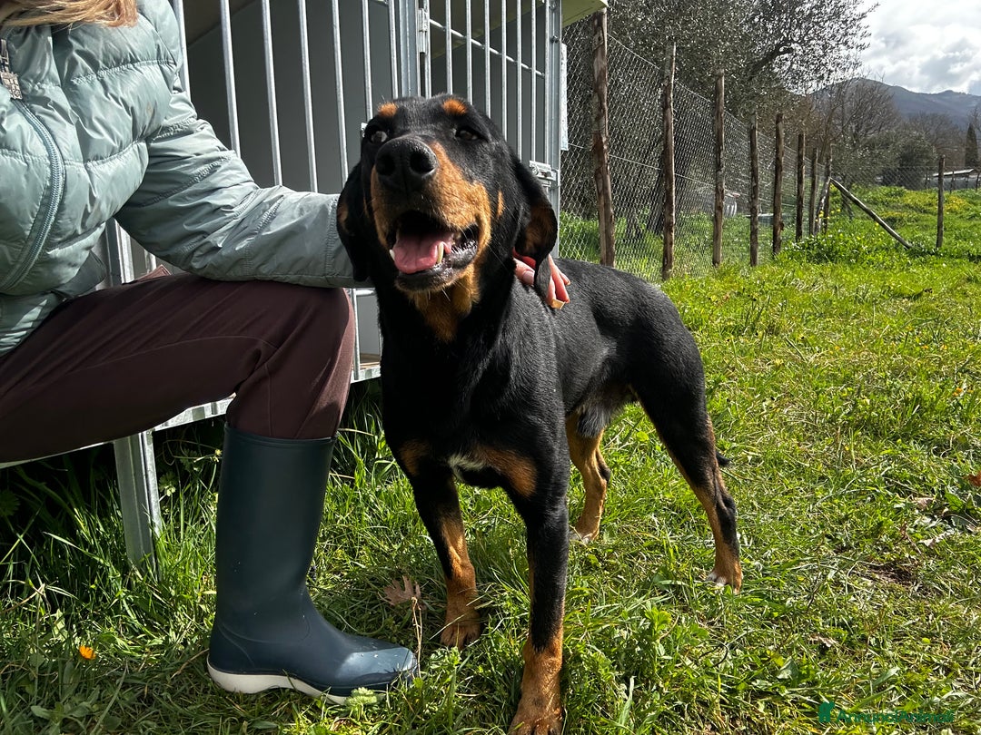 Meticcio cani in regalo: Pietro  - Annuncio 3