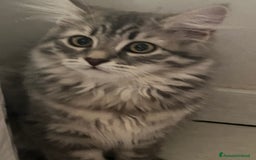 Siberiano gatti in vendita: Gatti siberiani  a Provincia di Biella - Immagine 29