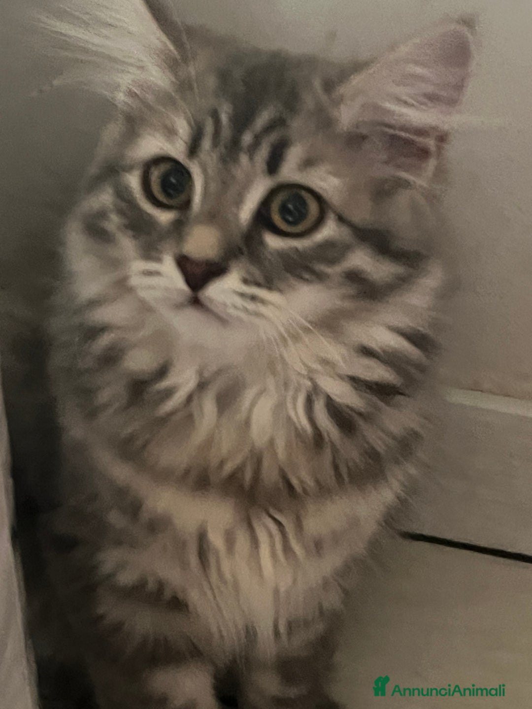 Siberiano gatti in vendita: Gatti siberiani  a Provincia di Biella - Immagine 29