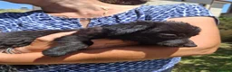 Meticcio cani in regalo: MOKA 🩷 la dolcezza ha trovato il suo nome 😍 a Provincia di Biella - Annuncio 3