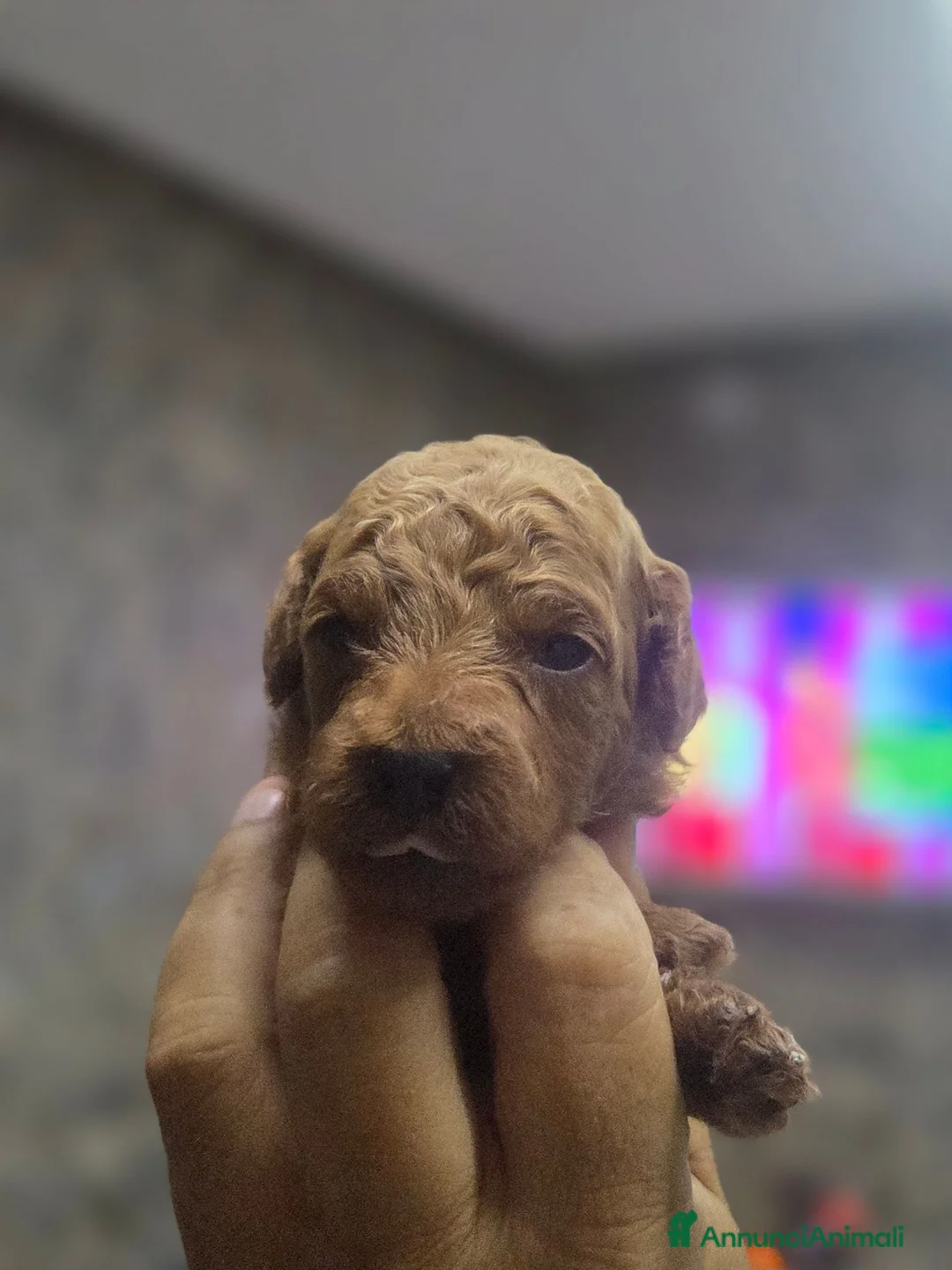 Barboncino cani in vendita: Barboncini albicocca e red - Annuncio 2