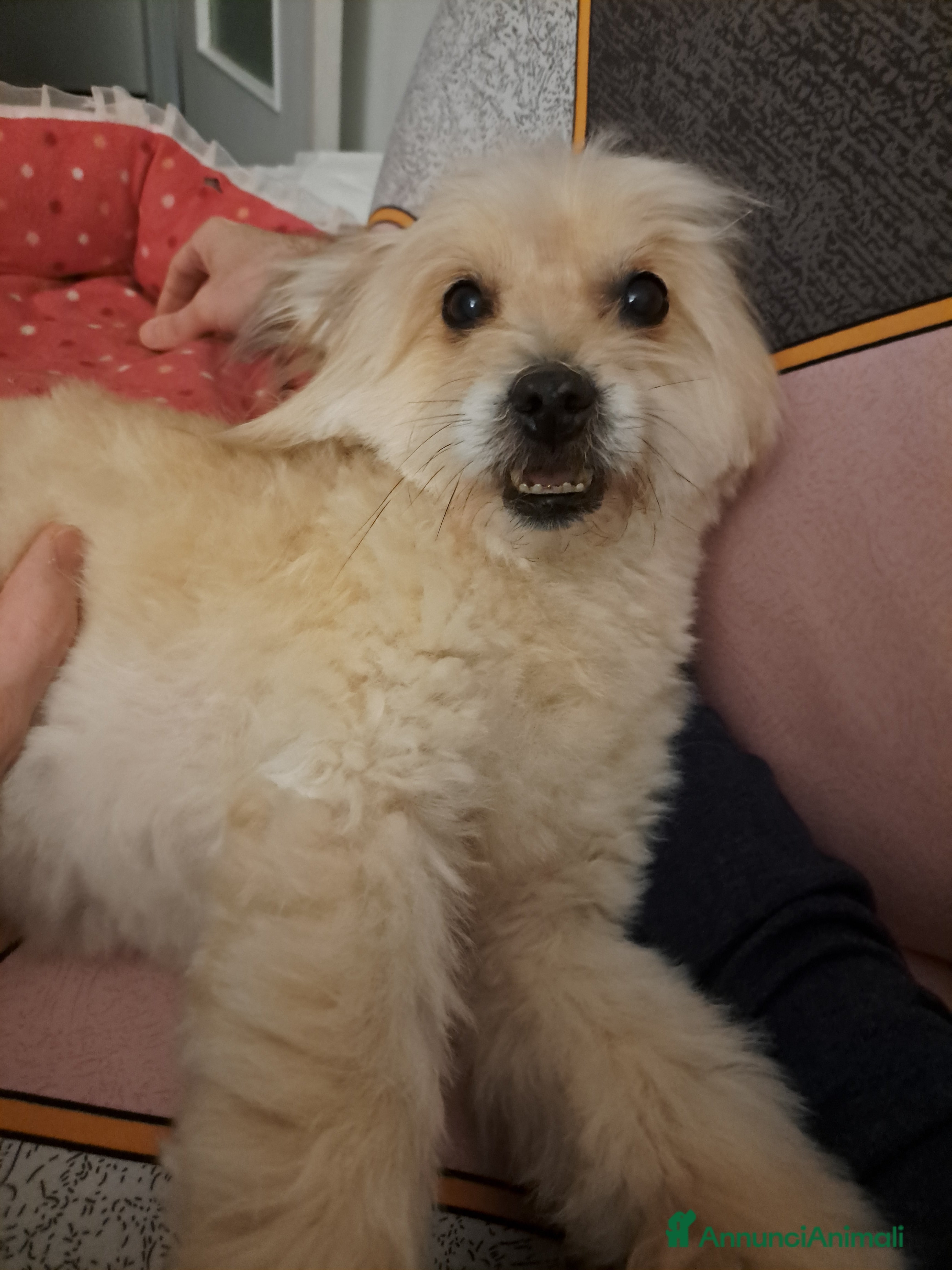 Meticcio cani in regalo: Cuccioli cercano urgentemente famiglia  a Provincia di Monza e della Brianza - Annuncio 2