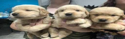 Golden Retriever cani in vendita:  Golden retriever pedigree ENCI 90% americani  - Annuncio 18