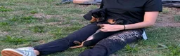 Bassotto Nano cani in vendita: Cucciolo di bassotto nano nero focato a Provincia di Treviso - Annuncio 4