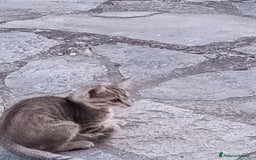 Meticcio gatti in regalo: Gattino di circa 3 mesi a Province of Alessandria - Immagine 1