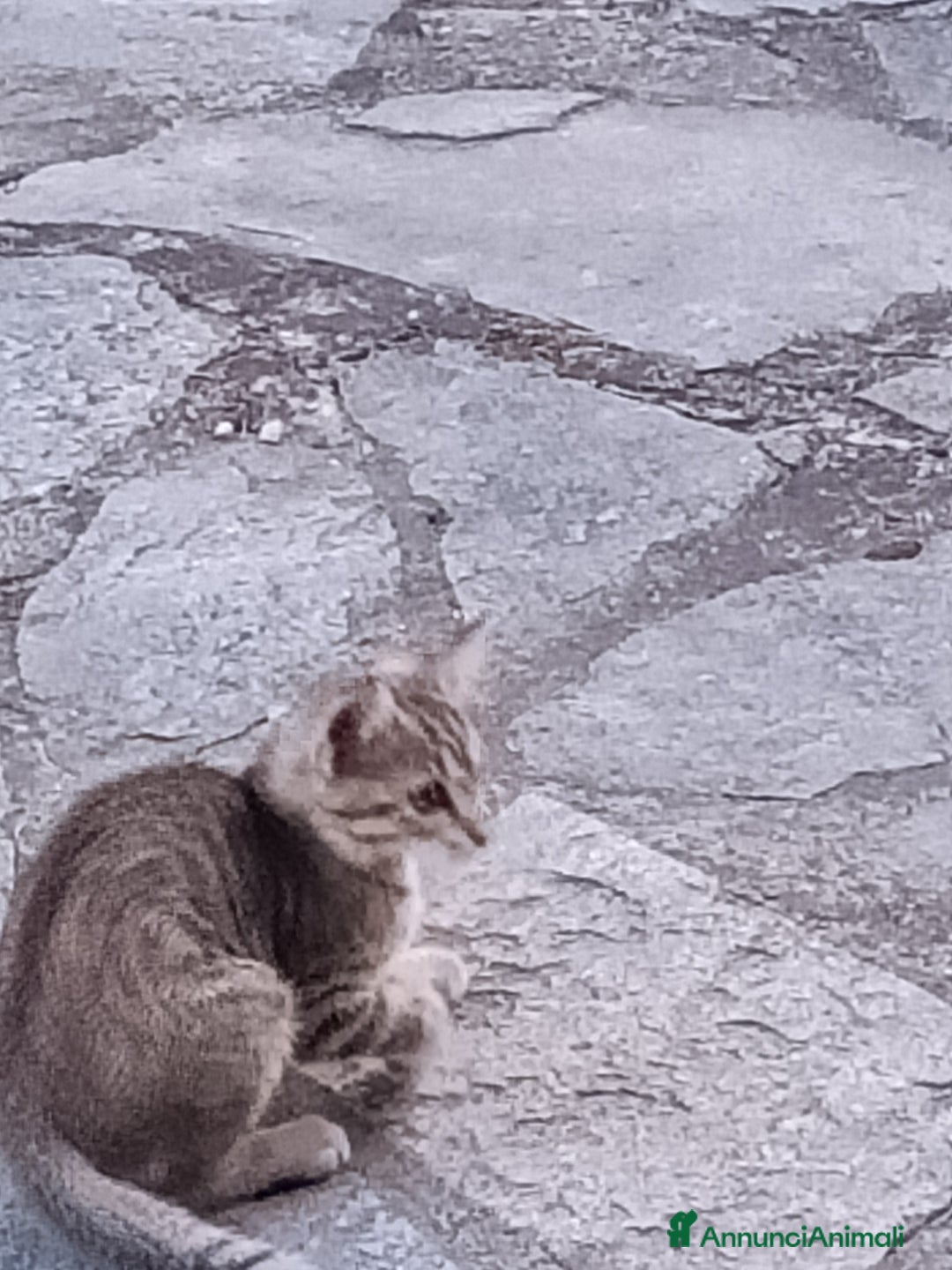 Meticcio gatti in regalo: Gattino di circa 3 mesi a Province of Alessandria - Immagine 1
