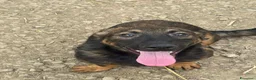 Meticcio cani in regalo: ENZO, lupacchiotto ZAMPACORTA simpaticissimo! - Annuncio 5