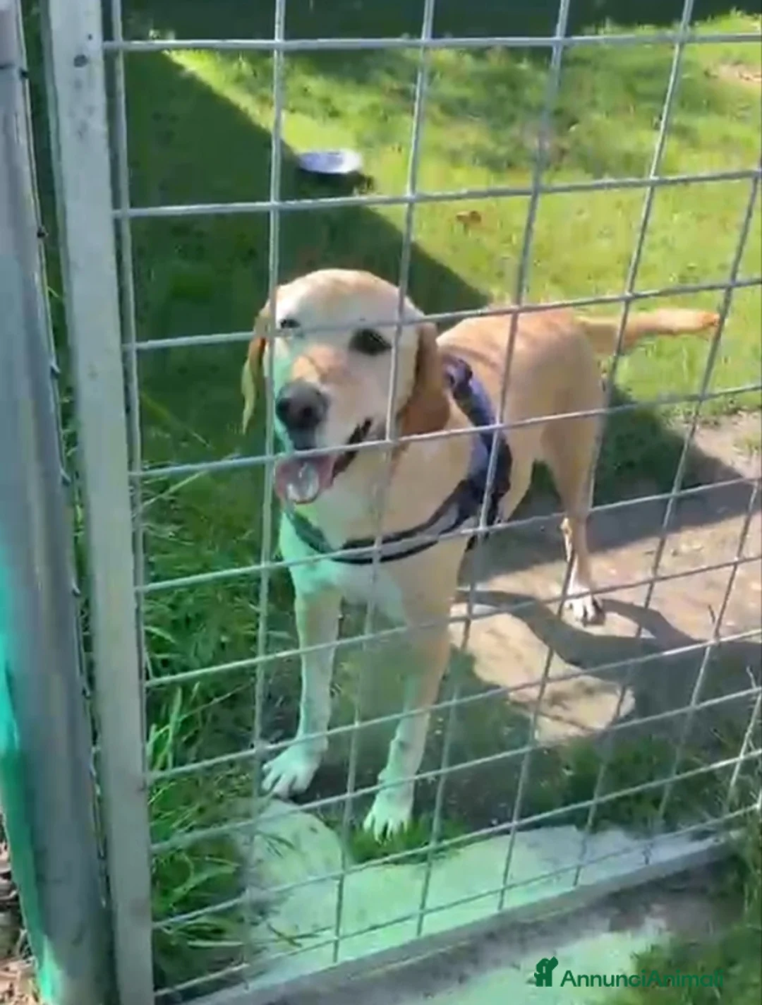 Meticcio cani in regalo: ORIONE: simil labrador infinitamente dolce  - Annuncio 2