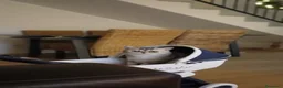 Scottish gatti in vendita: Cuccioli scottish di pura razza a Città metropolitana di Milano - Annuncio 2