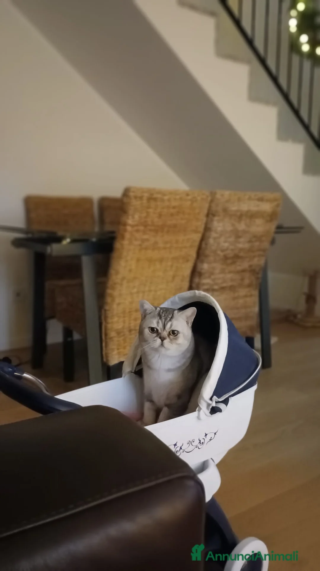Scottish gatti in vendita: Cuccioli scottish di pura razza a Città metropolitana di Milano - Annuncio 2