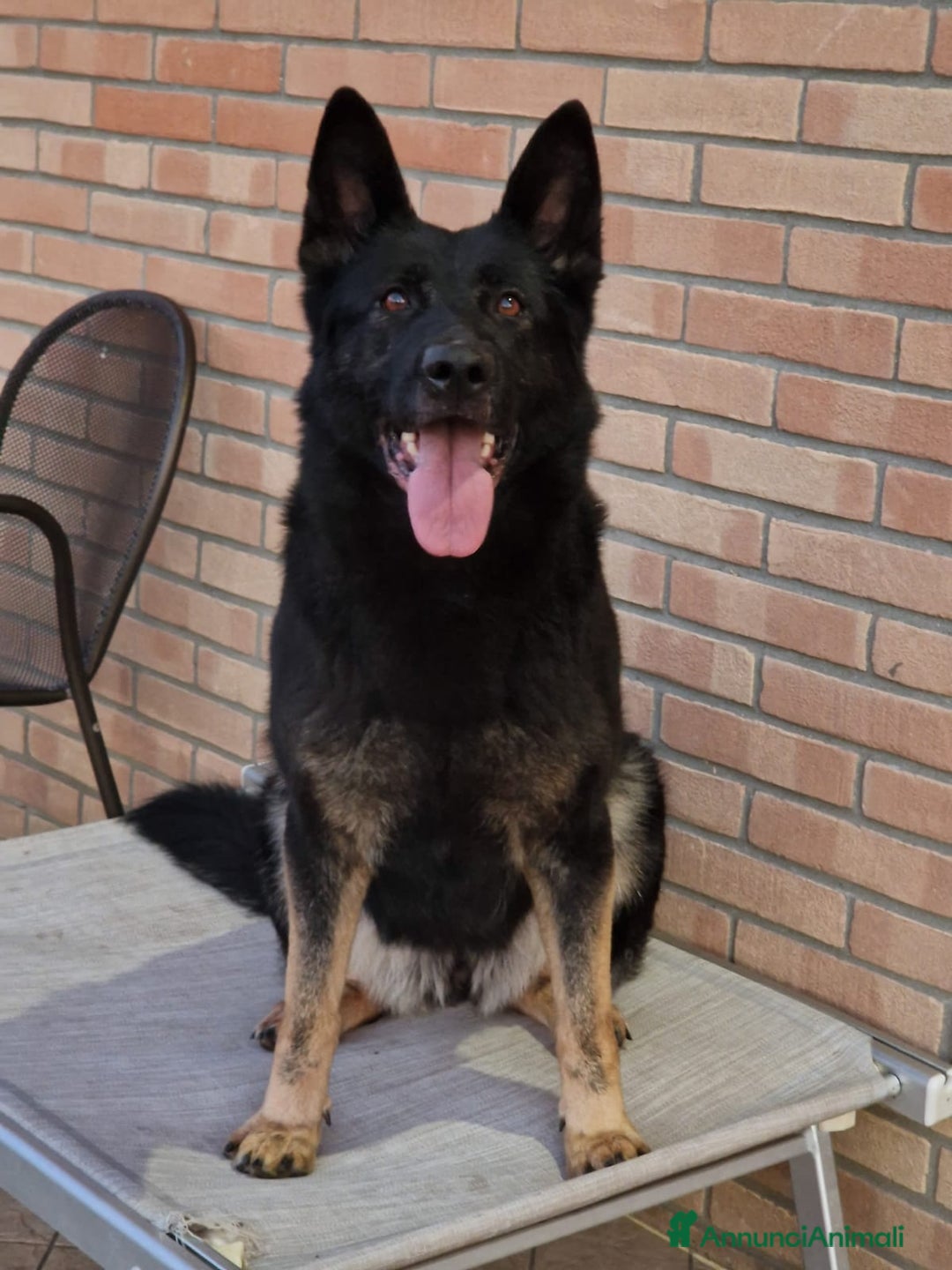 Pastore Tedesco cani in vendita: CUCCIOLA DI PASTORE TEDESCO LINEA DA LAVORO - Annuncio 5