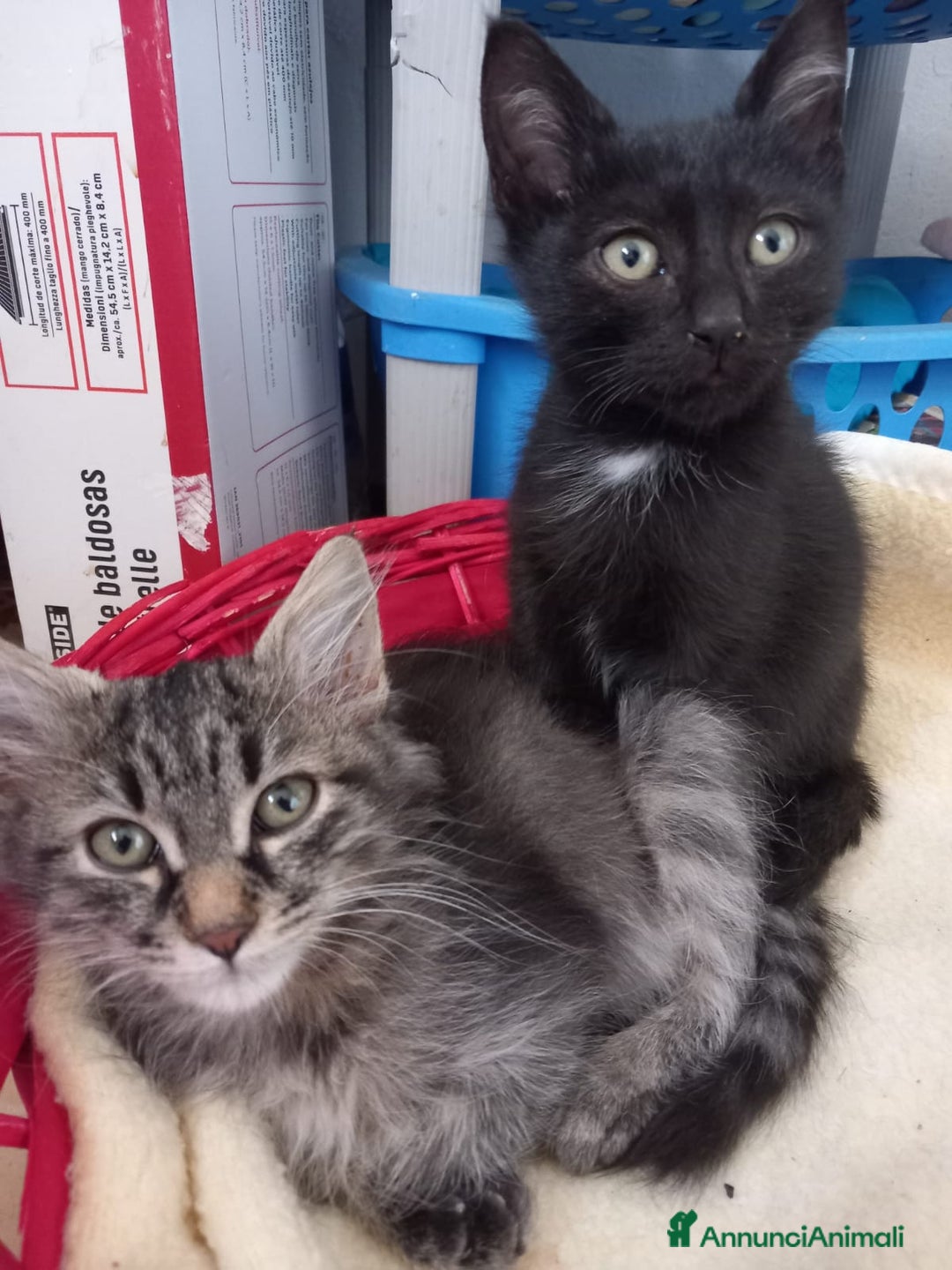 Europeo gatti in regalo: GATTI E GATTINI  - Annuncio 2