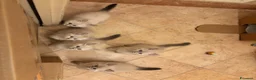 Siberiano gatti in vendita: Gattini Siberiani Ipoallergenici a Provincia di Brescia - Annuncio 13