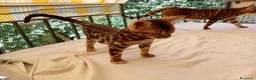 Bengala gatti in vendita: Cuccioli di gatto del Bengala  - Annuncio 2