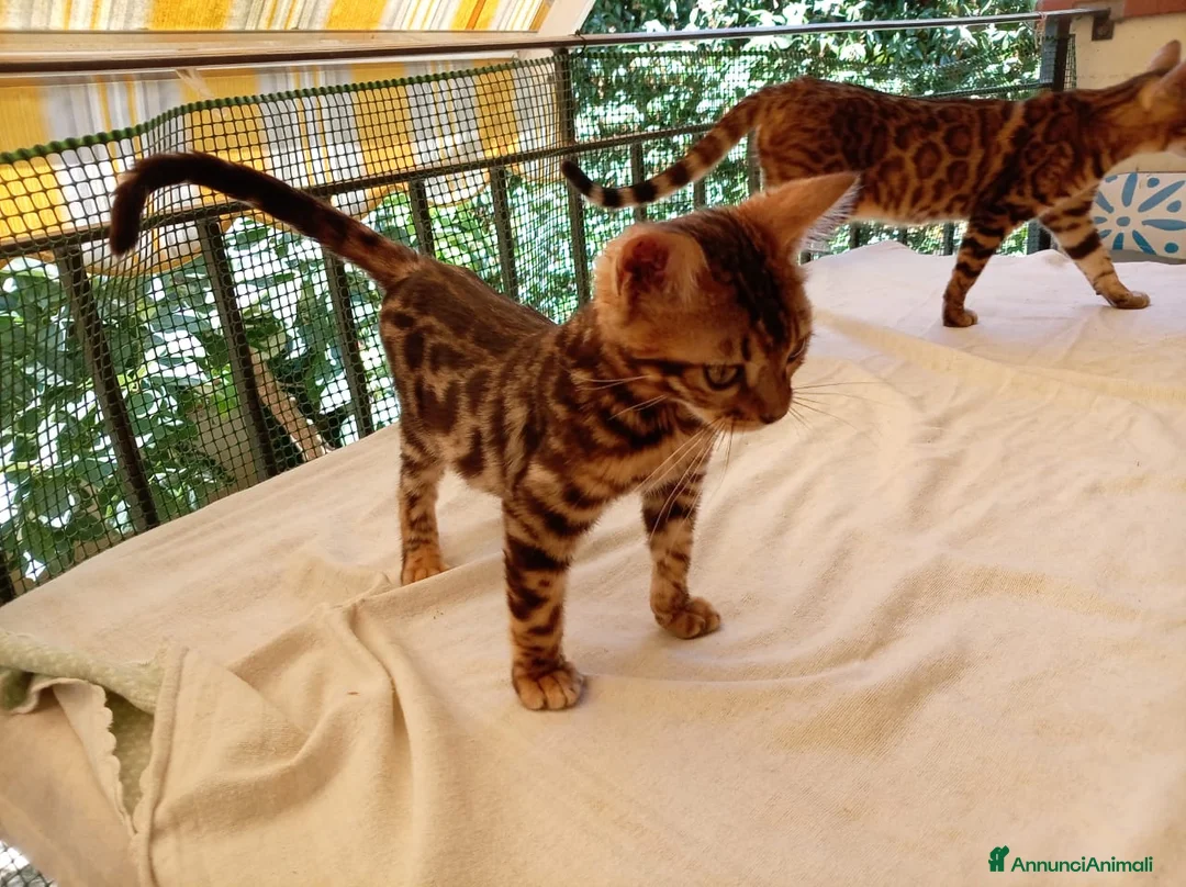 Bengala gatti in vendita: Cuccioli di gatto del Bengala  - Annuncio 2