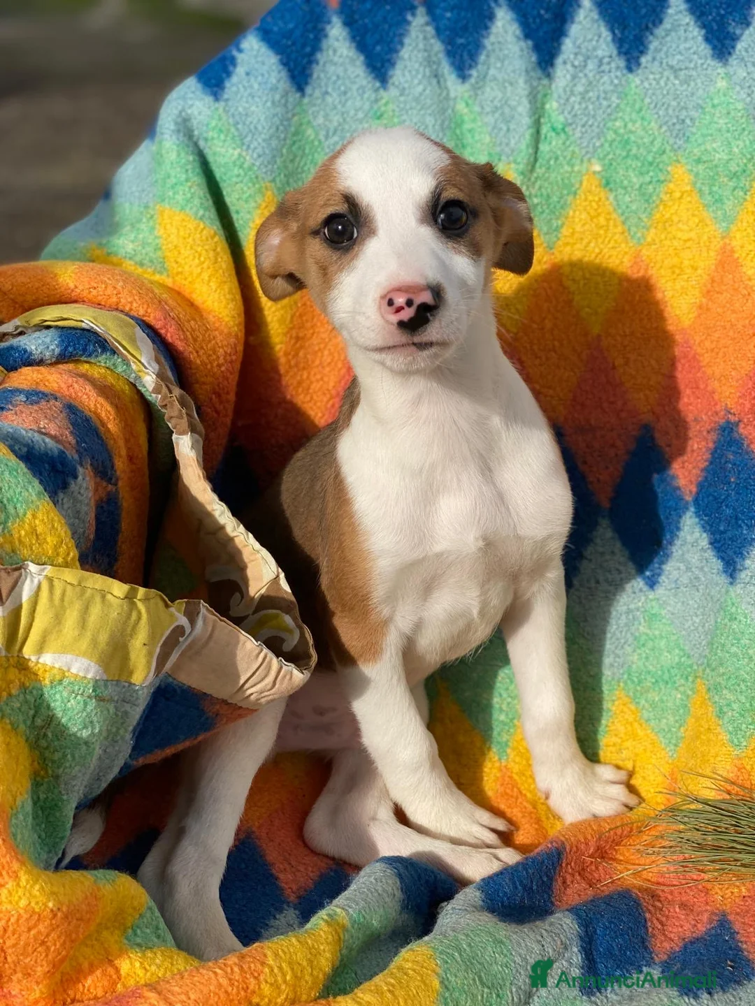 Meticcio cani in regalo: DONATO💙-cucciolo taglia contenuta.Adozione saltat - Annuncio 4