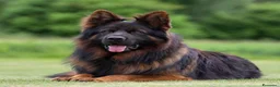 Pastore Tedesco cani in vendita: Cuccioli di pastore tedesco grigio focato - Annuncio 5