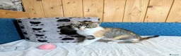 Meticcio gatti in regalo: Le sorelline Pica e Tina - Annuncio 5