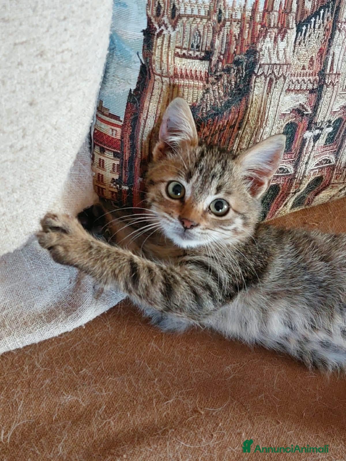 Europeo gatti in regalo: Gattino in adozione - Annuncio 10