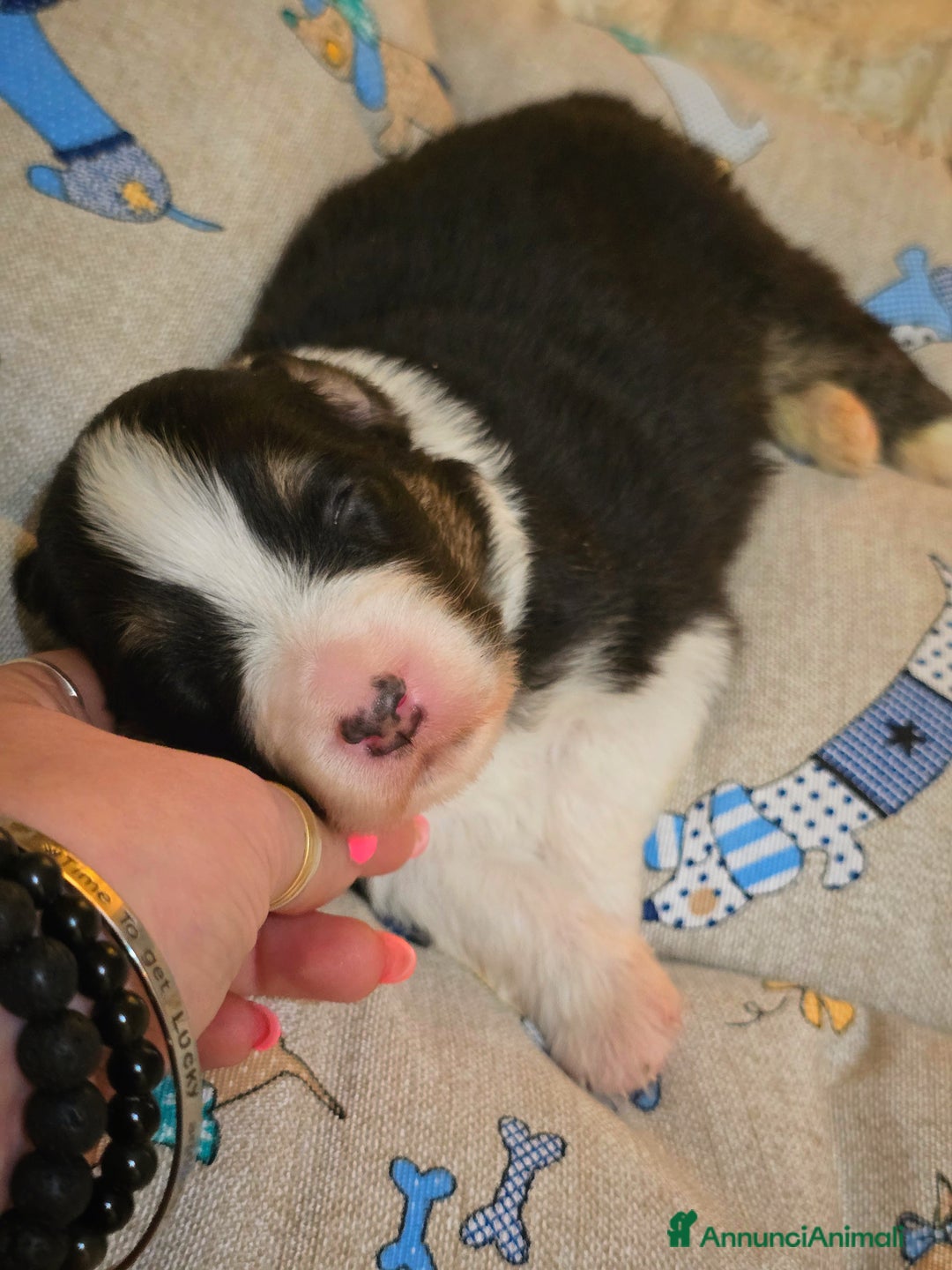 Australian Shepherd cani in vendita: Cucciole di pastore australiano con pedigree ENCI - Annuncio 8