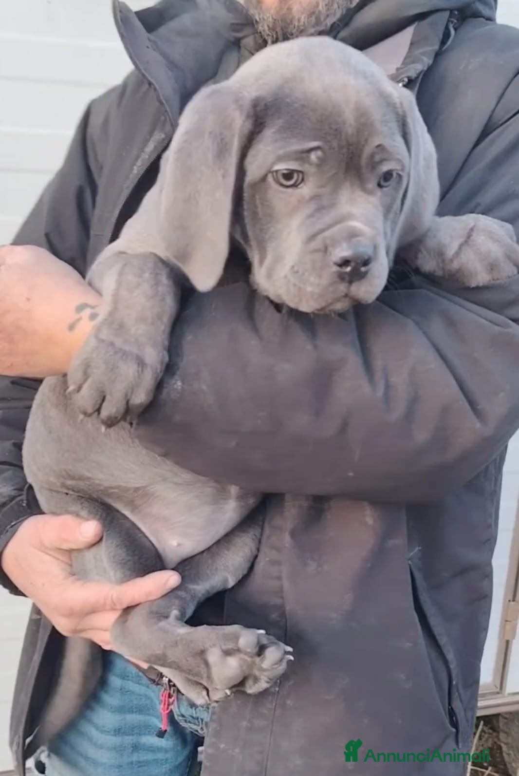 Cane Corso cani Cane corso cuccioli  - Annuncio 2