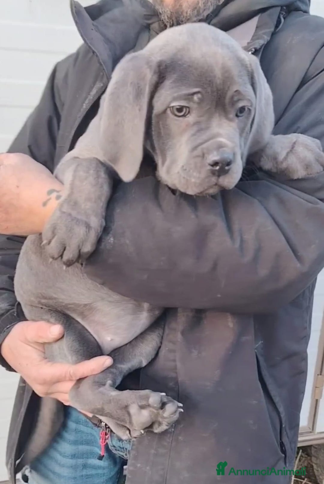 Cane Corso cani in vendita: Cane corso cuccioli  - Annuncio 2