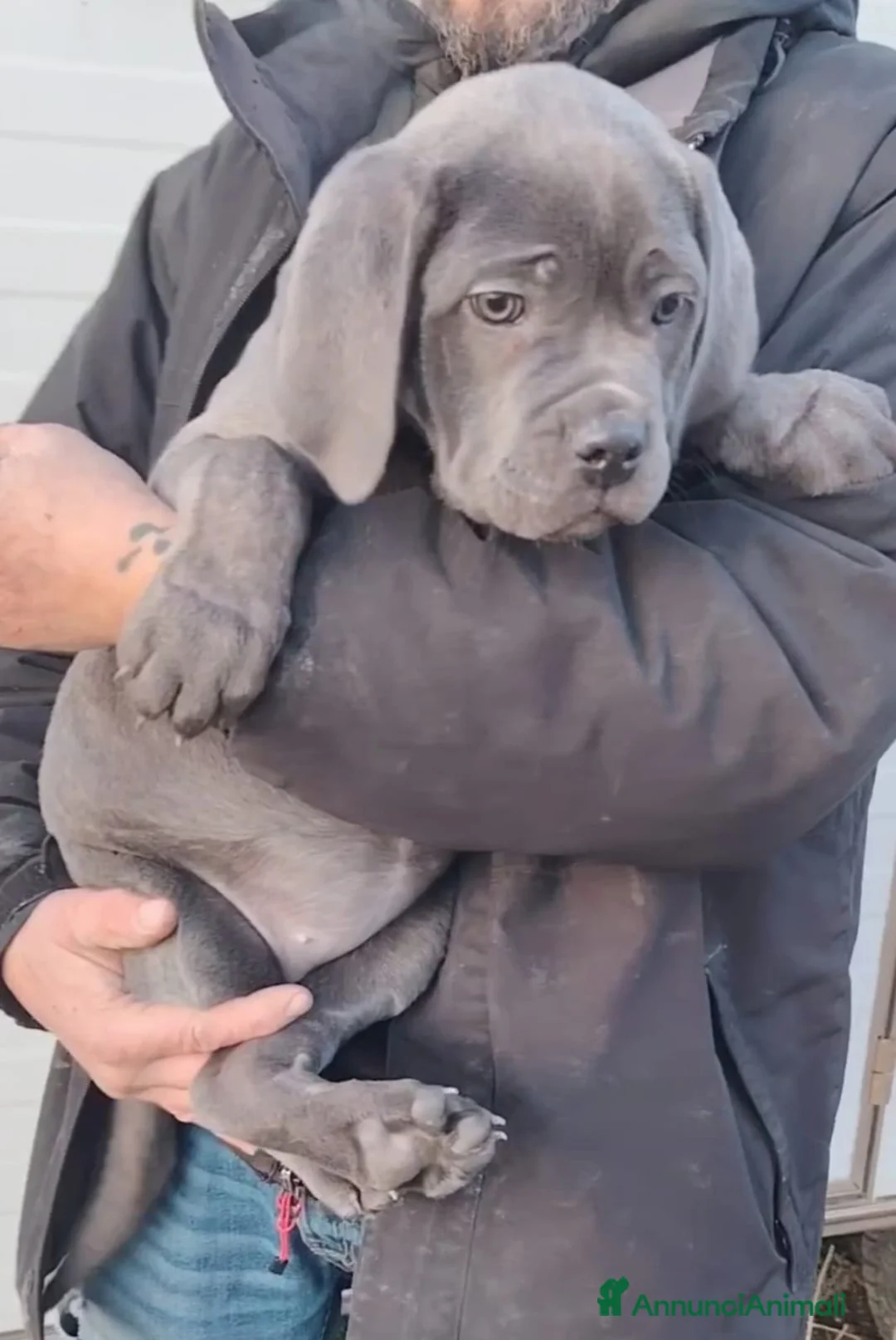 Cane Corso cani in vendita: Cane corso cuccioli  - Annuncio 2