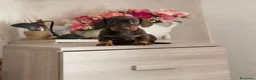 Bassotto cani in vendita: Bassotto tedesco pelo raso nano / kaninchen  - Annuncio 3
