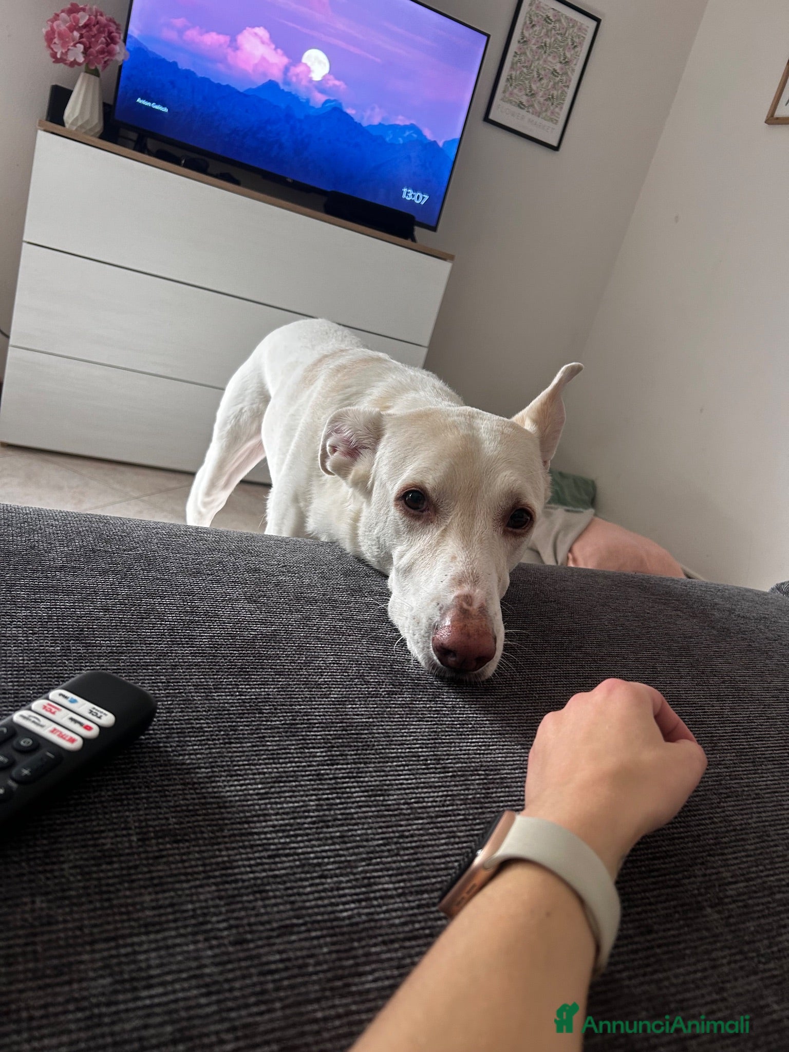 Meticcio cani Femmina cerca nuova casa - Annuncio 37
