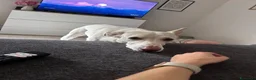 Meticcio cani in regalo: Femmina cerca nuova casa a Provincia di Vicenza - Annuncio 1