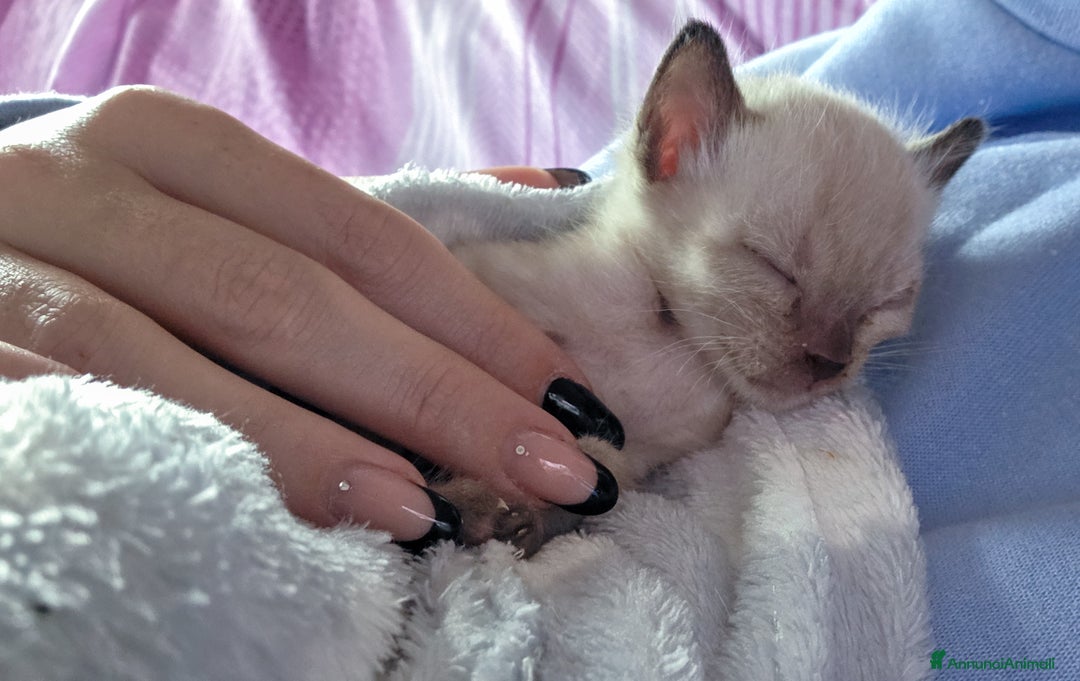 Bengala gatti in vendita: Cucciolo gatto bengala  - Annuncio 25