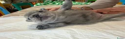 Bulldog Francese cani in vendita: bulldog francese  - Annuncio 9