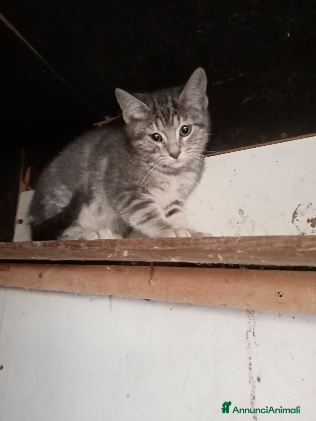 Europeo gatti in regalo: Dolcissima grigetta - Annuncio 4