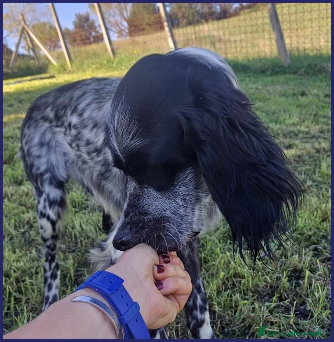 Setter Inglese cani in regalo: TANZANIA simpatica ed affettuosa 4anni - Annuncio 6