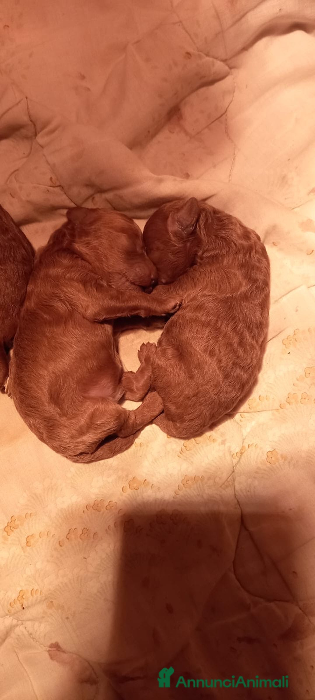 Barboncino cani in vendita: Barboncini fulvi toy e nani con Pedigree - Annuncio 4