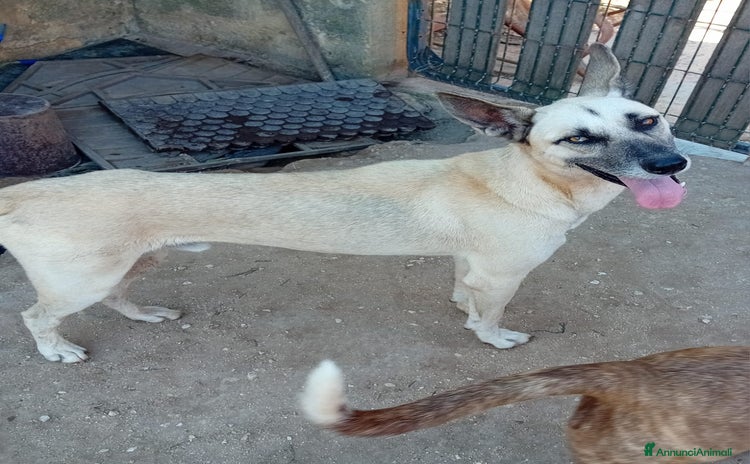 Altre razze cani - Annuncio 14